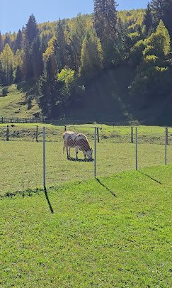 Vacă la păscut, Pojorâta